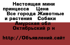 Настоящая мини принцесса  › Цена ­ 25 000 - Все города Животные и растения » Собаки   . Амурская обл.,Октябрьский р-н